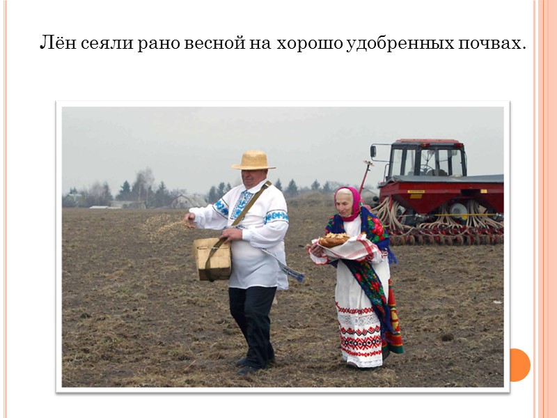 Лён сеяли рано весной на хорошо удобренных почвах.